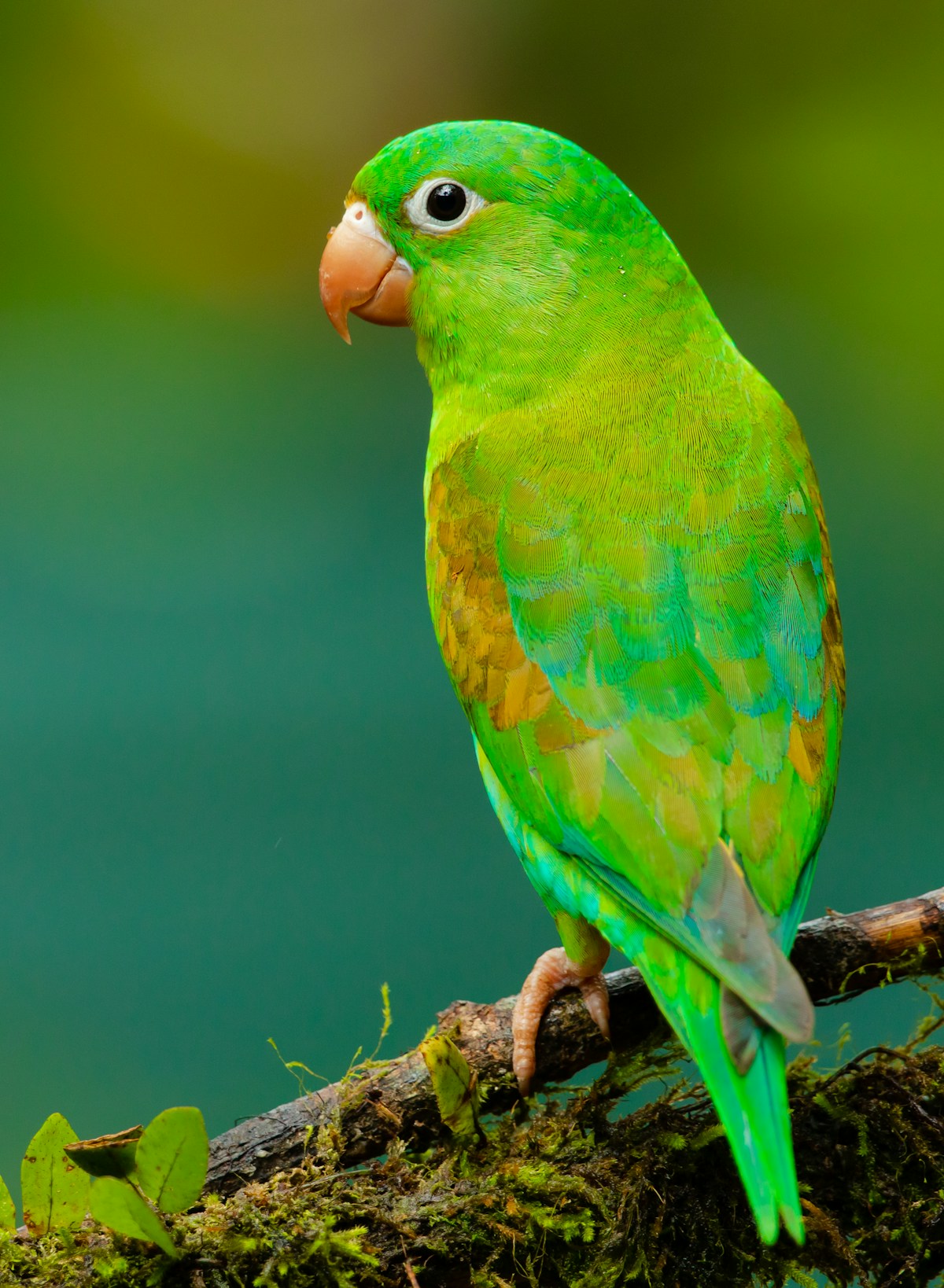 Parque das Aves: vale a pena conhecer?